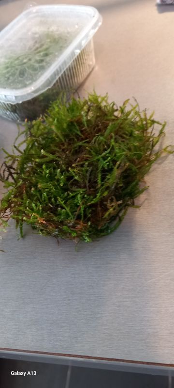 vesicularia dubyana (java moss) 200 cc