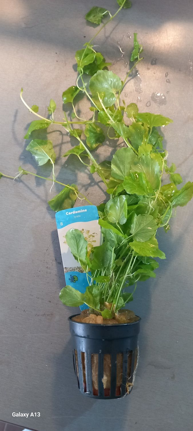 ​​Cardamine Lyrata (Chinese ivy)