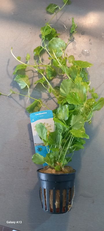 ​​Cardamine Lyrata (Chinese ivy)