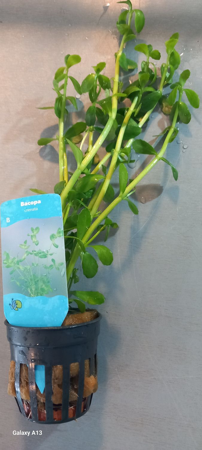 ​Bacopa crenata