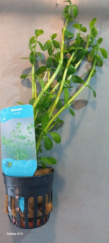 ​Bacopa crenata