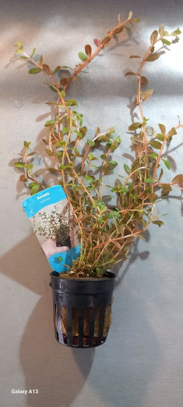 Rotala colorata