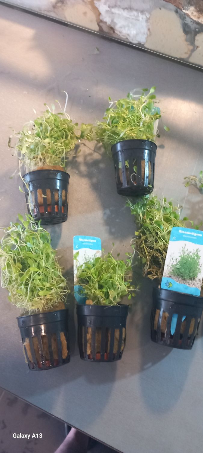 ​Glossostigma elatinoides