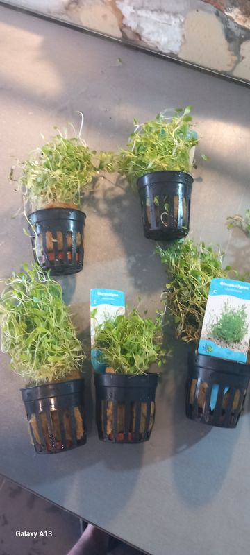 ​Glossostigma elatinoides