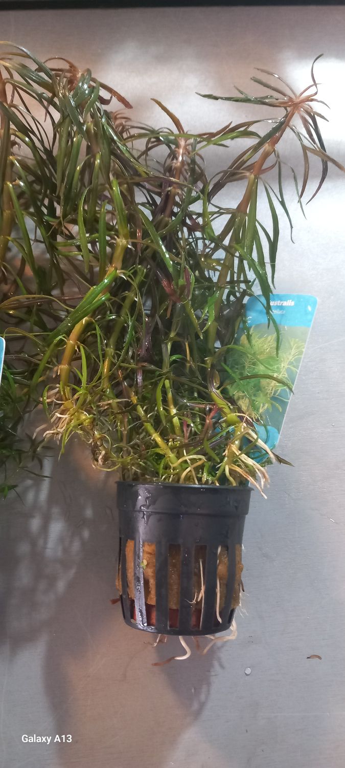 ​Eustralis stellata ​