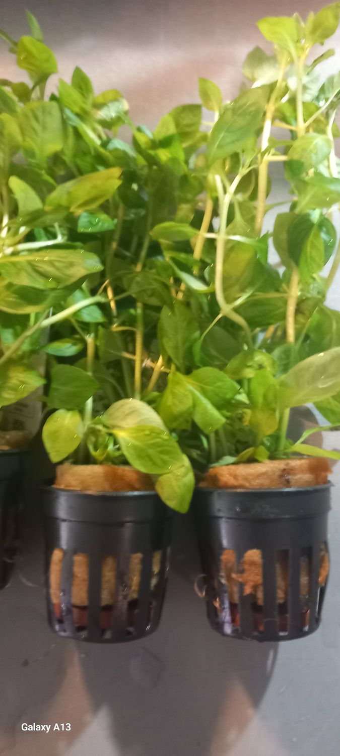 Ludwigia Palustris Green