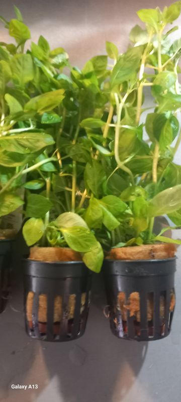 Ludwigia Palustris Green
