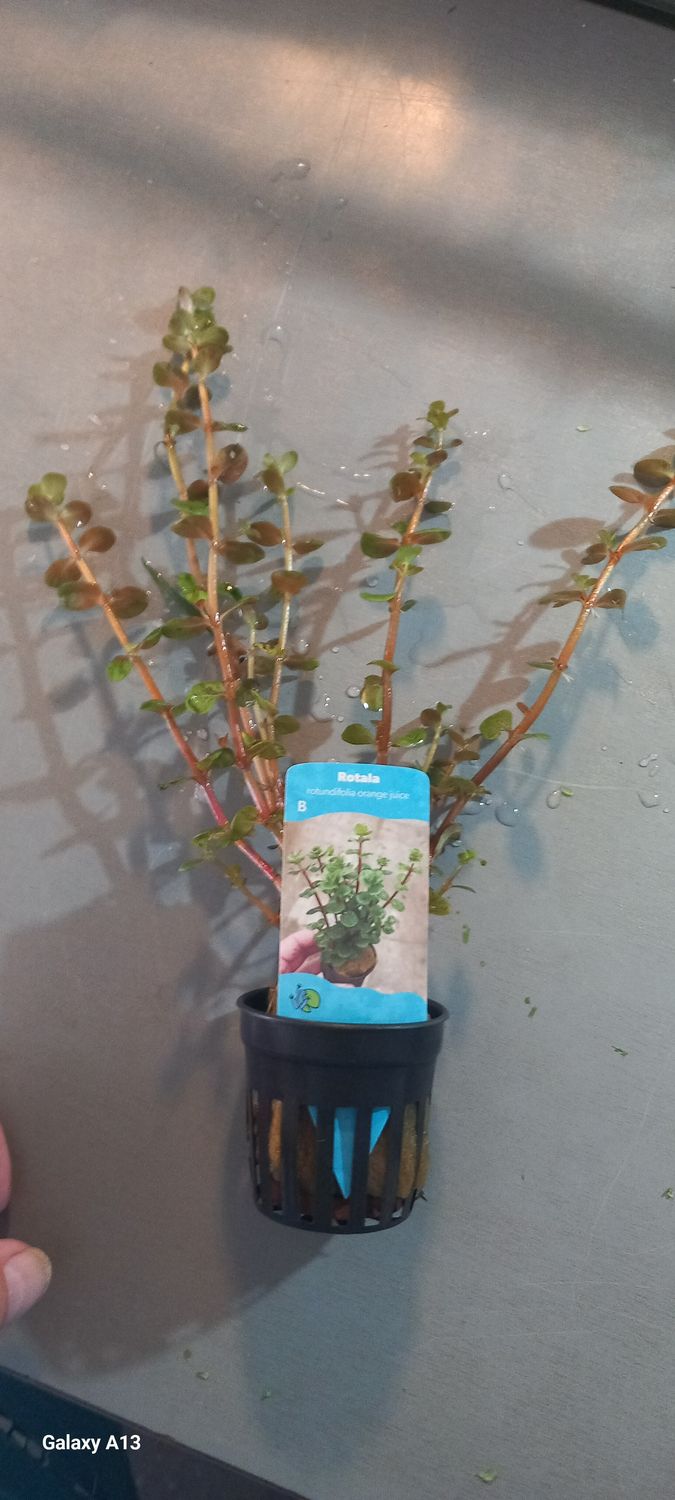 Rotala rotundifolia orange juice