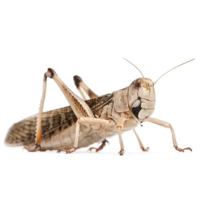 springkhanen
