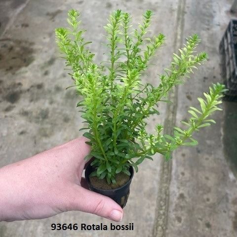 ​​Rotala boshi