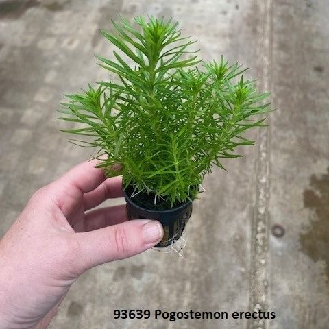 ​Pogostemon erectus