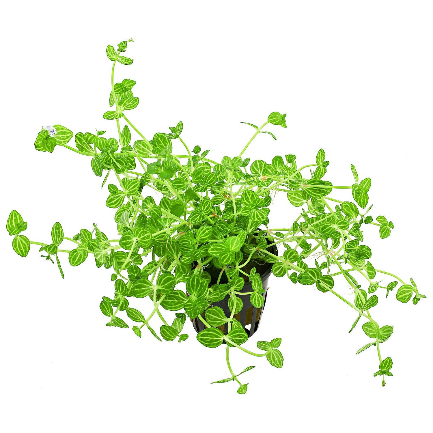 ​Lindernia rotundifolia