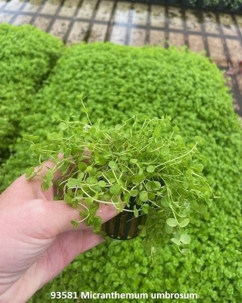 Micranthemum Unbrosum
