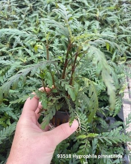 Hygrophila pinnatifida