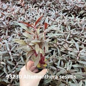 ​Alternanthera sessilis