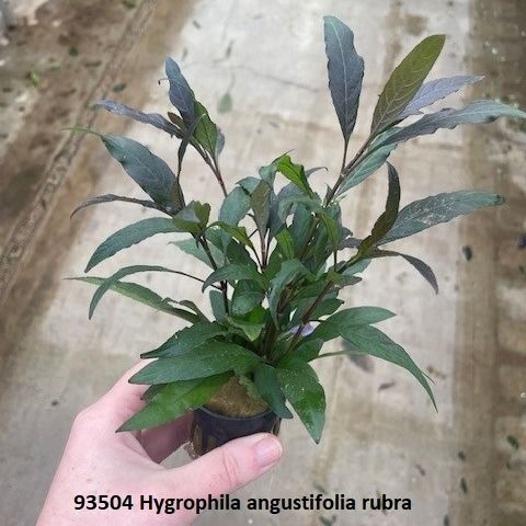 Hygrophila angustifolia rubra