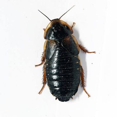 Dubia blaptica