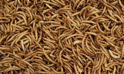Meelwormen