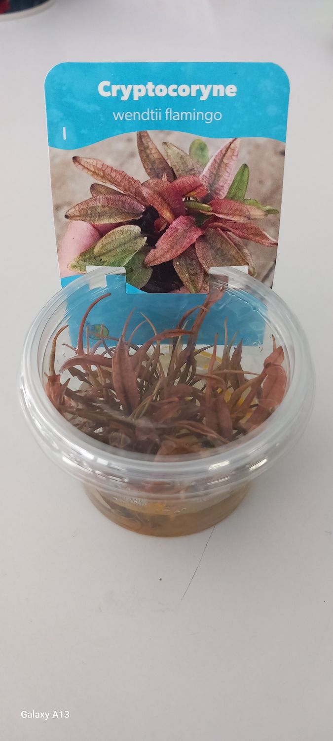 Cryptocoryne wendtii Flamingo IN VITRO 100 cc
