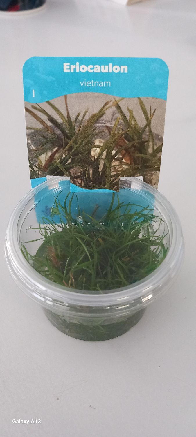 ​Eriocaulon &#39;Vietnam&#39; in vitro 100 cc