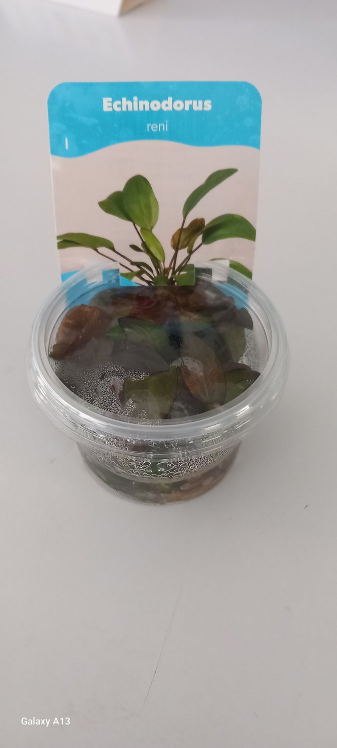 ​Echinodorus &#39;Reni&#39; in vitro 100cc