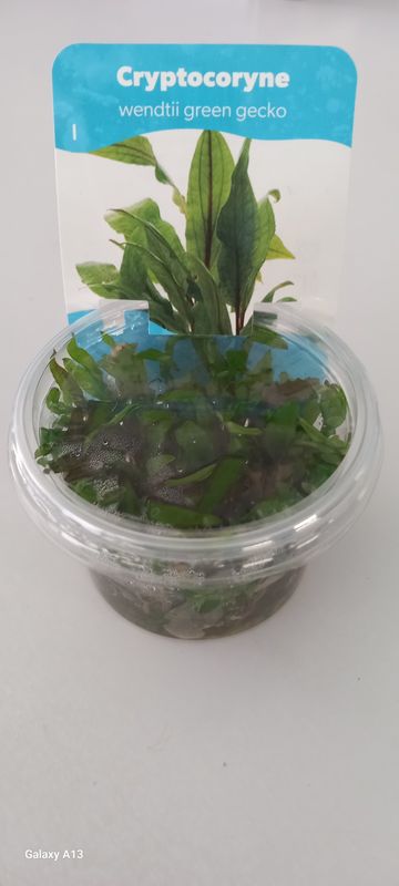 Cryptocoryne wendtii green gecko in vitro 100cc