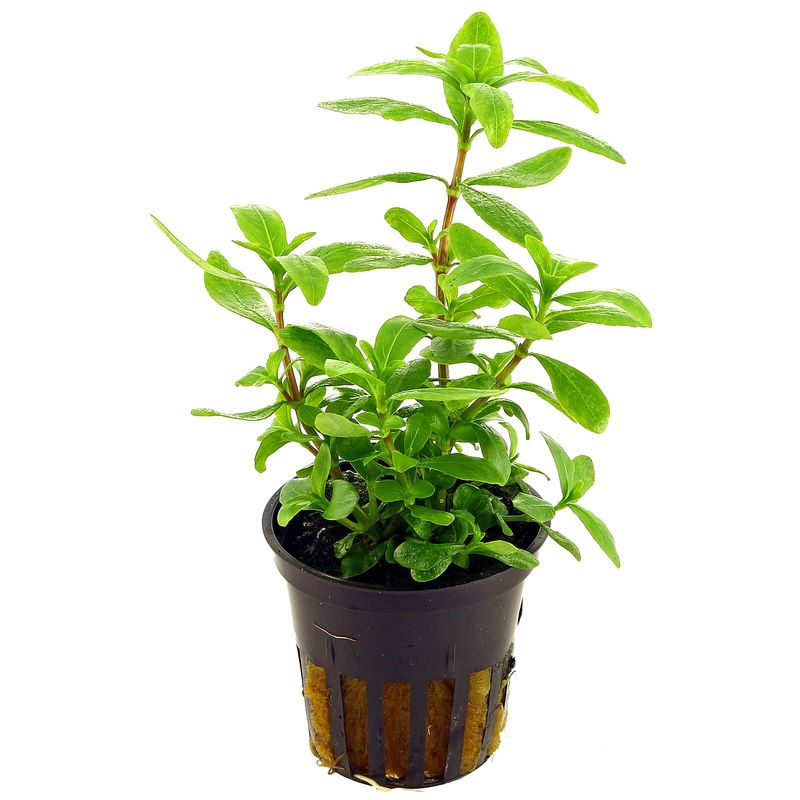 ​Hygrophila polysperma