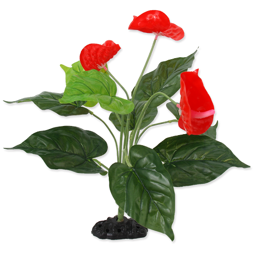 RP Plant Anthurium 40cm