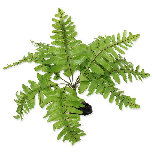 RP Plant Nephrolepis 20cm