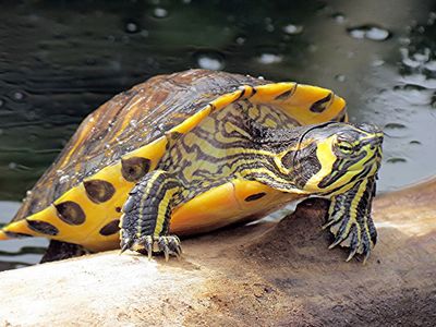 Schildpad