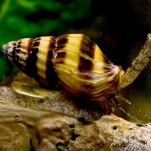 Anentome helena Snail-eating snail M