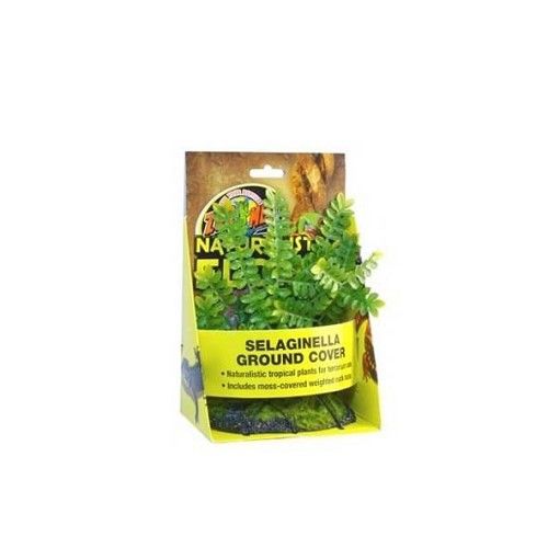 Selaginella Ground Cover zoo med