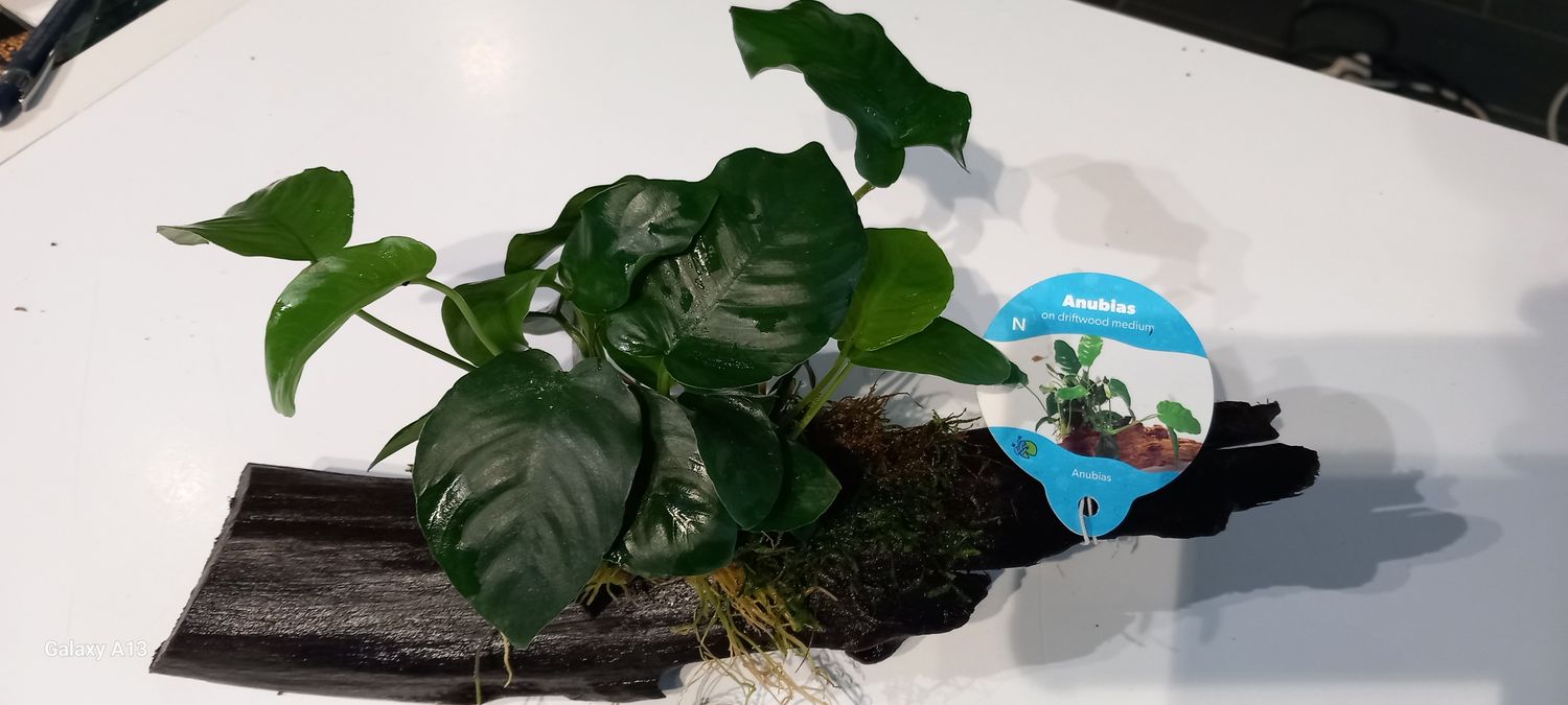 Anubias on driftwood medium ​