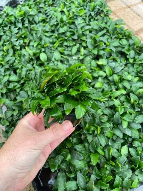 ​​Anubias nana &#39;Petite&#39;