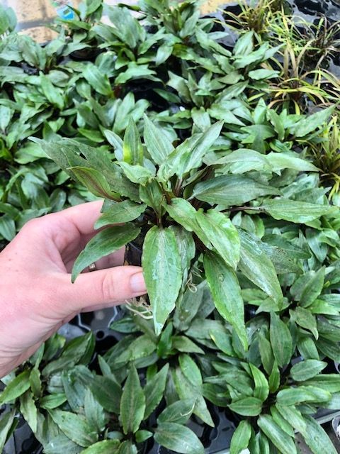 Cryptocoryne undulata