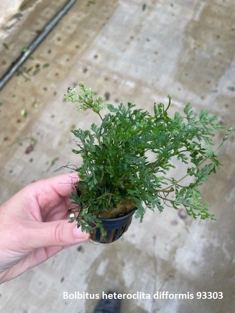 ​Bolbitis heteroclita difformis