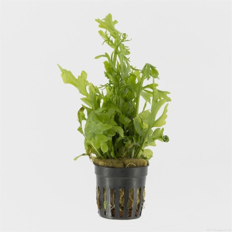 ​Ceratopteris cornuta​