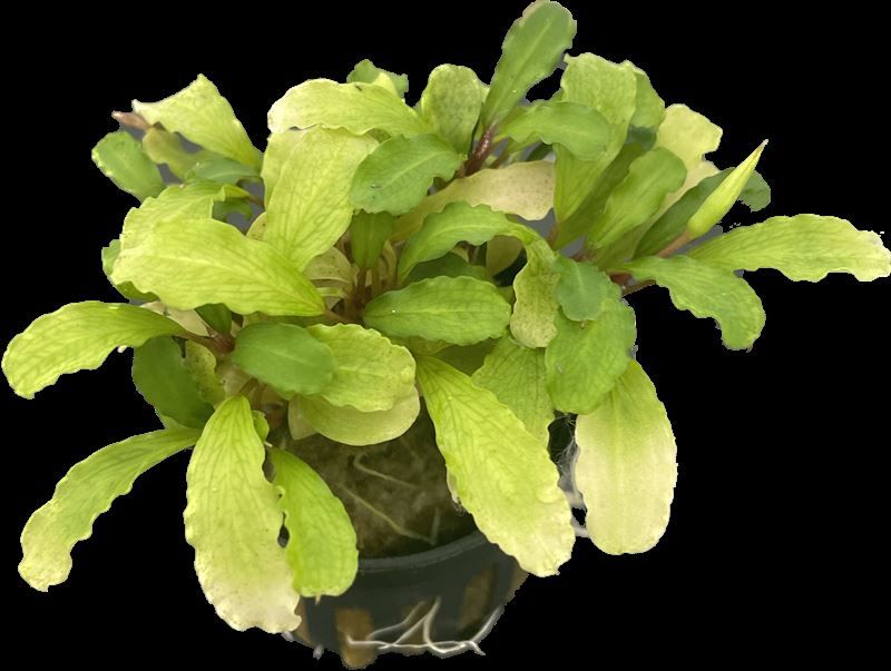 Bucephalandra &#39;Green Velvet&#39;