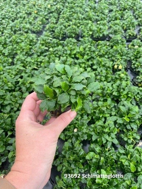 Schismatoglottis Prietori