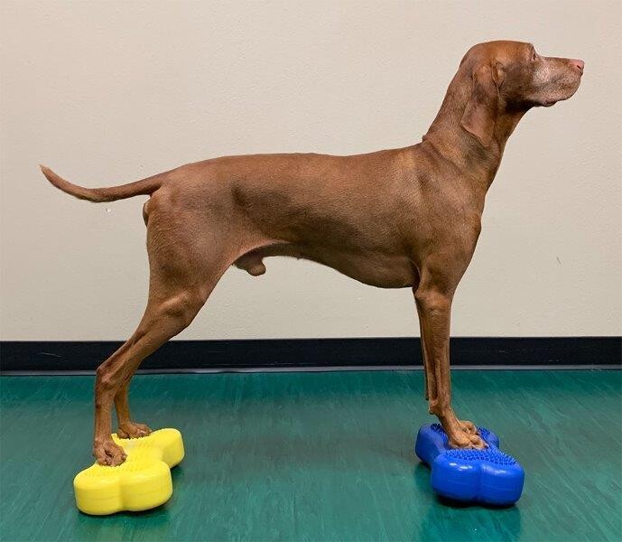 FitPAWS bone mini, set van 2 blauw  Art. Nr. 00327