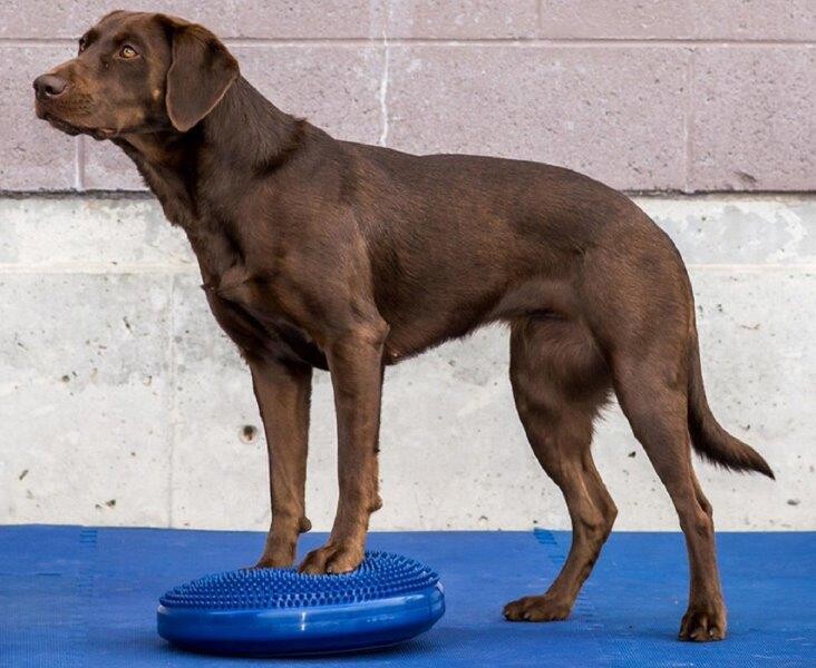 FitPAWS balance disc blauw 56 cm Art. Nr. 00330