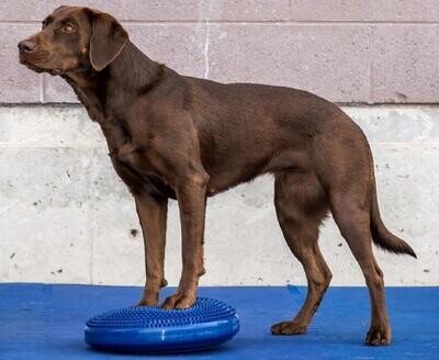 FitPAWS balance disc blauw 56 cm Art. Nr. 00330