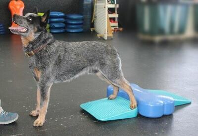 FitPAWS dog balance ramp Art. Nr. 00331