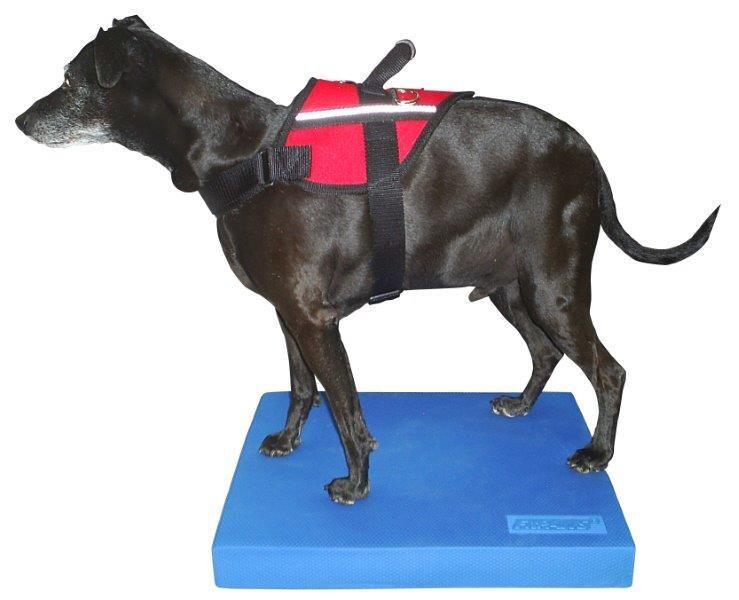 FitPAWS balance pad 38x46x5 cm blauw Art. Nr. 00334