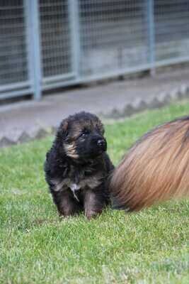 Puppy training