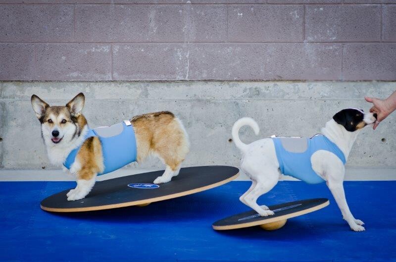 FitPAWS 50cm Wobble Board Art. Nr. 00618