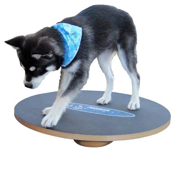 FitPAWS 50cm Wobble Board Art. Nr. 00618