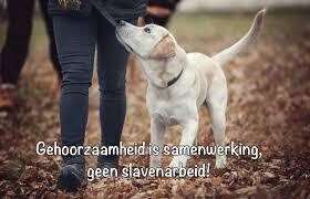 Groeps- en privélessen op maat Art. Nr. 00917