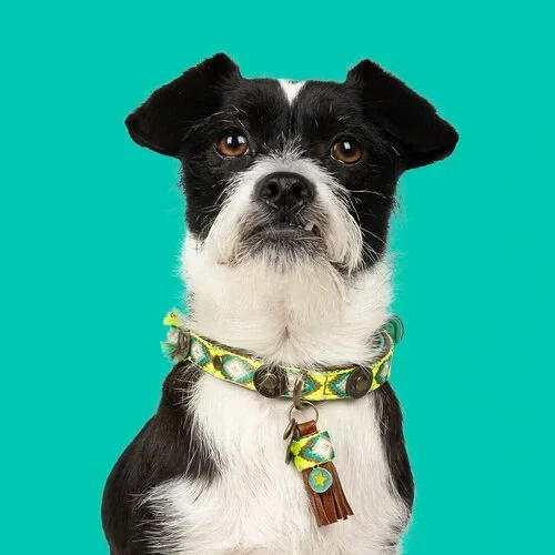 DWAM Ranger Halsband Art. Nr. 00933