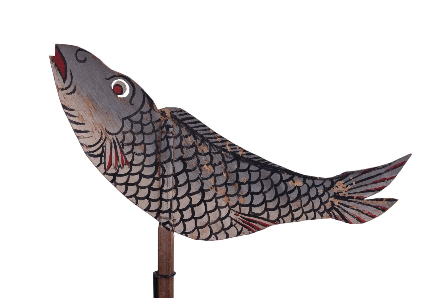 Grey fish